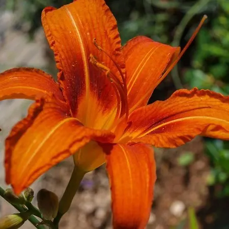 Vinka , Postira, Island Brac * Postira